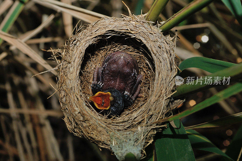 雏杜鹃(Cuculus canorus)